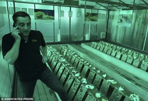 Snail facial farm